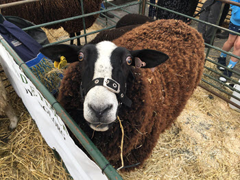 wool fair sheep