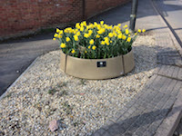Shipston in bloom daffodils